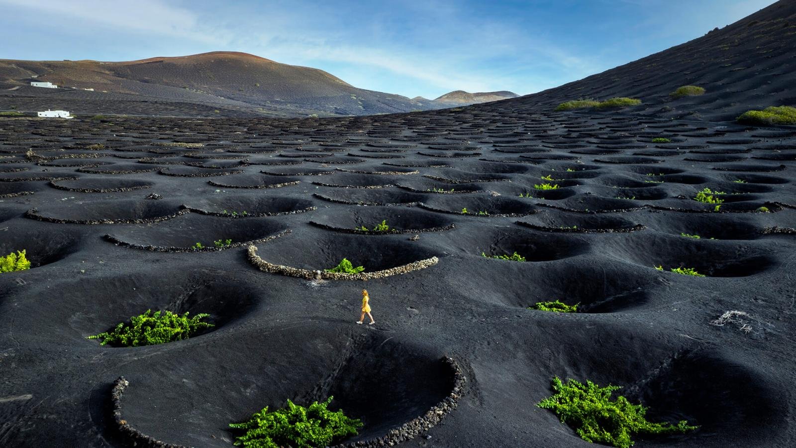 La Geria Volcanic wine among ashes.